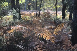 Fougres au bois de Laray