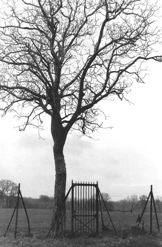 A la lisire du bois de l'Epau