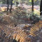 Fougres au bois de Laray