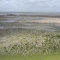 La plage aux algues vertes