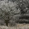Le givre tombe sur la chaine des terrils